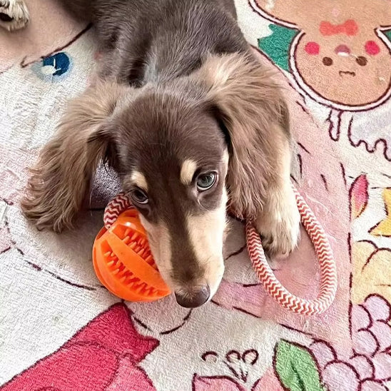 Jouet pour Chien boule a mâcher pour les dents avec corde