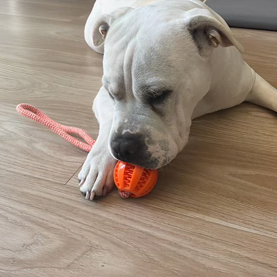 Jouet pour Chien boule a mâcher pour les dents avec corde