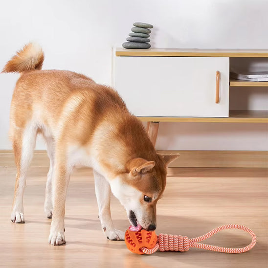 Jouet pour Chien boule a mâcher pour les dents avec corde