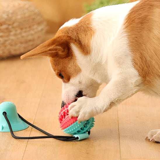 Jouet pour Chien interactif nettoyeur pour les dents