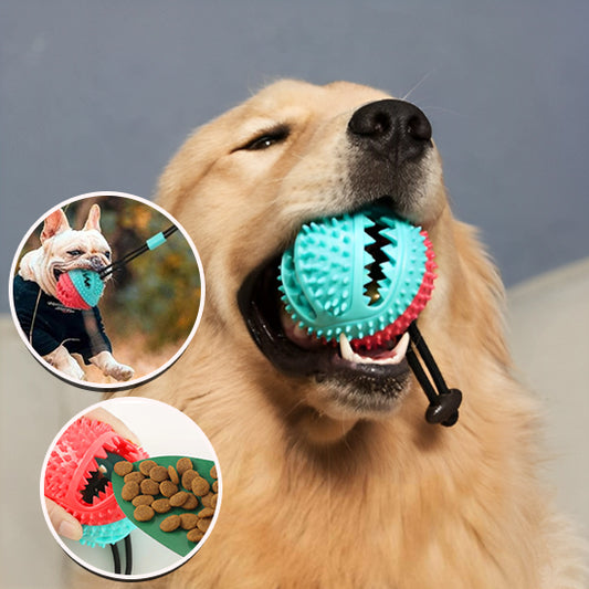 Jouet pour Chien interactif nettoyeur pour les dents