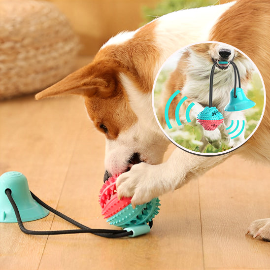 Jouet pour Chien interactif nettoyeur pour les dents