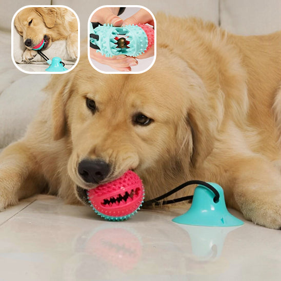 Jouet pour Chien interactif nettoyeur pour les dents