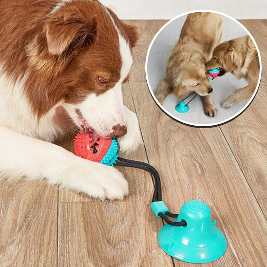 Jouet pour Chien interactif nettoyeur pour les dents