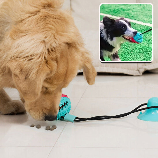 Jouet pour Chien interactif nettoyeur pour les dents