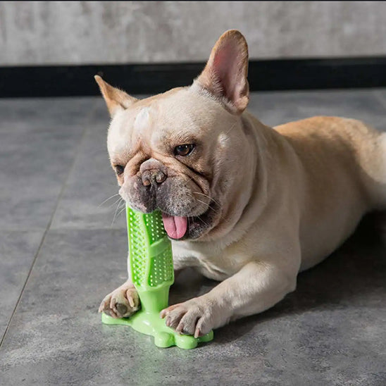 Jouet pour Chien brosse à dent, a mâcher pour soins dentaires