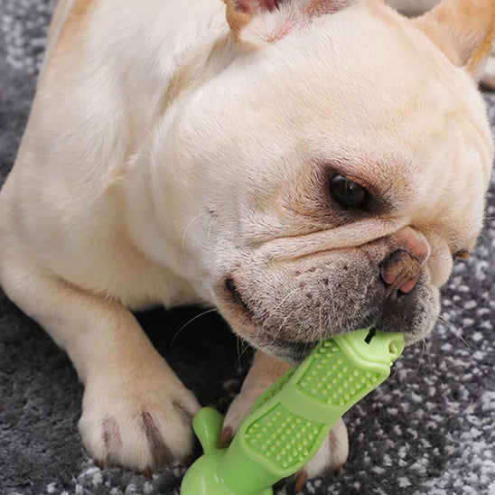 Jouet pour Chien brosse à dent, a mâcher pour soins dentaires