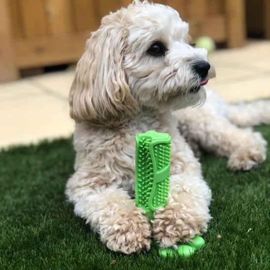 Jouet pour Chien brosse à dent, a mâcher pour soins dentaires