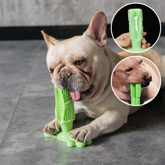 Jouet pour Chien brosse à dent, a mâcher pour soins dentaires