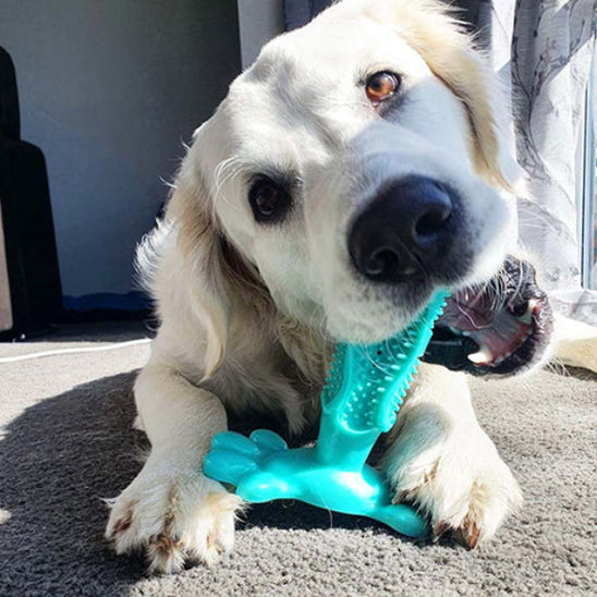 Jouet pour Chien brosse à dent, a mâcher pour soins dentaires