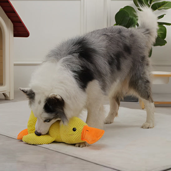 Jouet pour Chien canard a mâcher en peluche