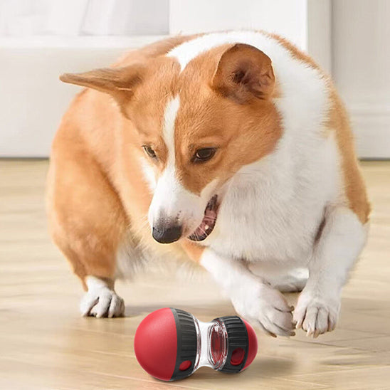 Jouet Distributeur de Croquettes pour Chien