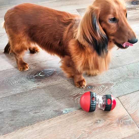 Jouet Distributeur de Croquettes pour Chien