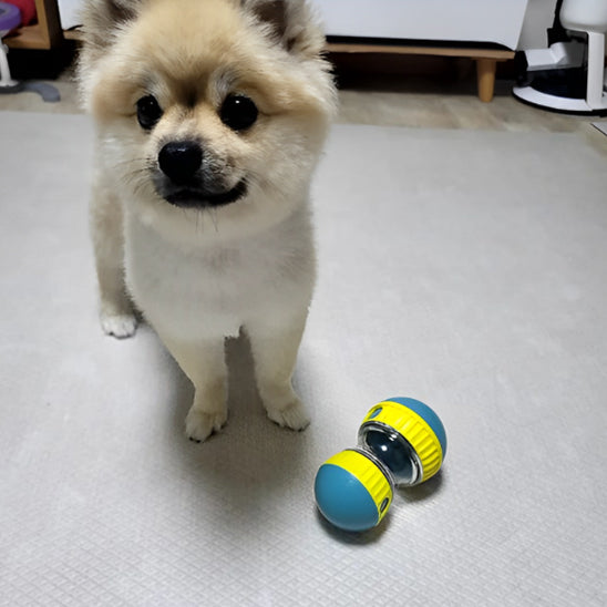 Jouet Distributeur de Croquettes pour Chien