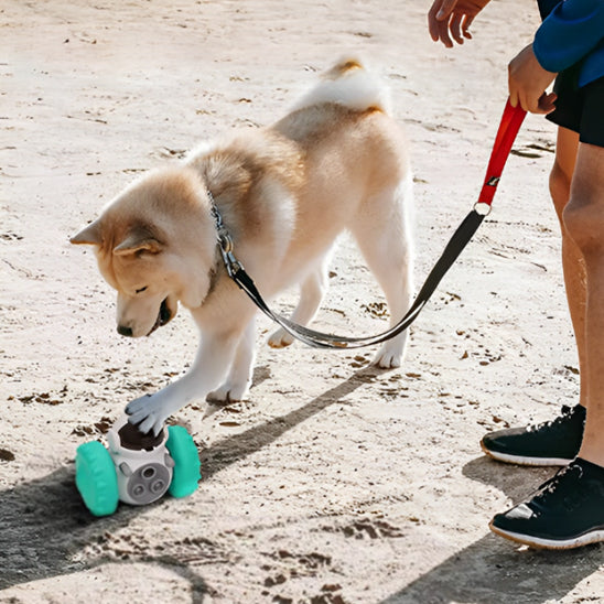 Distributeur interactif de nourriture pour Chien