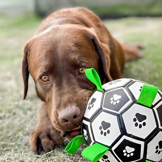 Jouet pour Chien Interactif de Football Aquatique