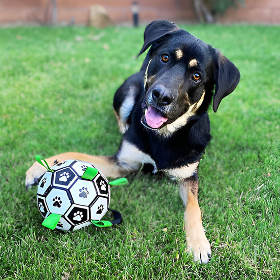 Jouet pour Chien Interactif de Football Aquatique