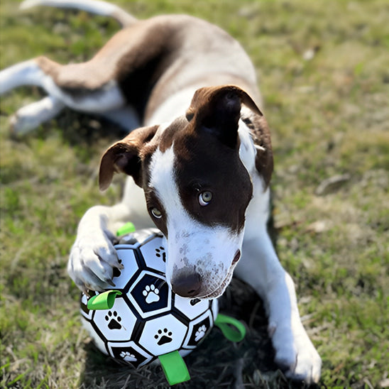 Jouet pour Chien Interactif de Football Aquatique