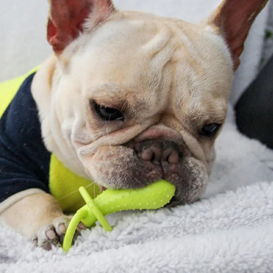 Jouet pour Chien et Chiot Interactif à Mâcher pour les Dents