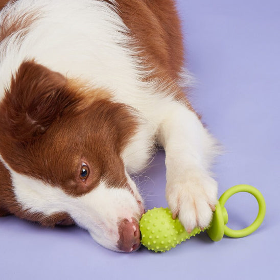 Jouet pour Chien et Chiot Interactif à Mâcher pour les Dents